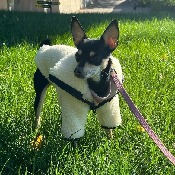 Hilary’s Hounds Custom Made Sherpa Fleece Lined Coat - Picture 3 of 5